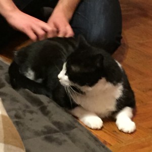 Our new furry flatmate